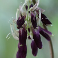 Mucuna pruriens var. pruriens (L.) DC.